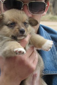 Close-up of corgi puppy