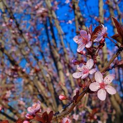 Close-up of apple blossoms in spring