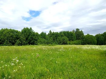 Trees on field against sky