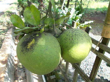 Close-up of fruits on tree