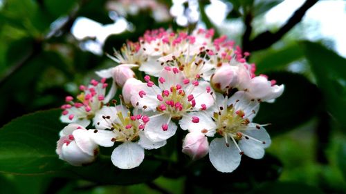 Close-up of apple blossoms in spring