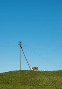 Electricity pylon and  cow on field against clear sky