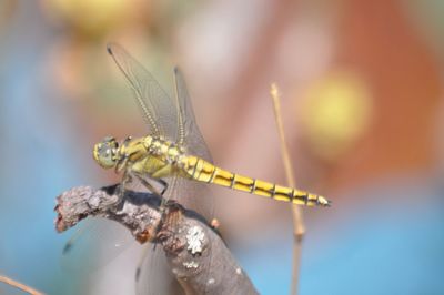 Close-up of dragonfly