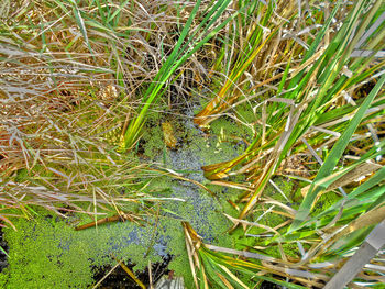 Grass growing on field