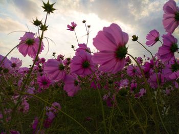 Close-up of pink flowering plants against sky