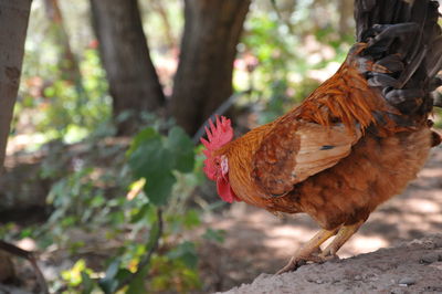 View of rooster on tree trunk
