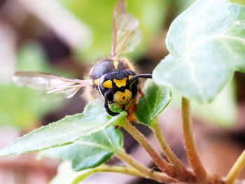 Close-up of bee on flower