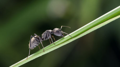 Close-up of ant on leaf