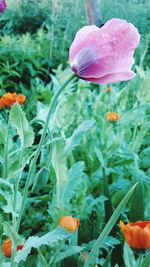 Close-up of flower blooming outdoors