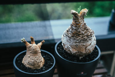 Close-up of potted plants on table