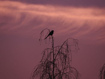 Low angle view of silhouette bird on tree against sky