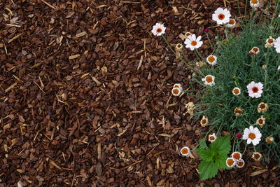 High angle view of flowering plants on land