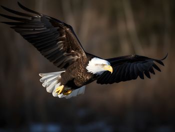 Close-up of bird flying against sky