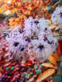 Close-up of wilted plant during autumn