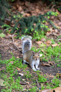 Squirrel on a field