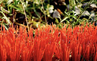 Close-up of red flowering plants on field