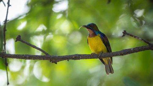 Low angle view of bird perching on branch