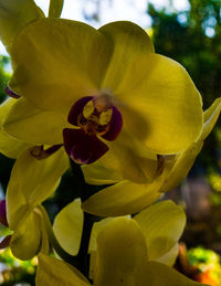 Close-up of yellow flower blooming outdoors