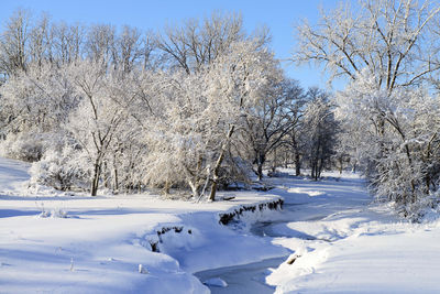 Snow covered trees on field against sky