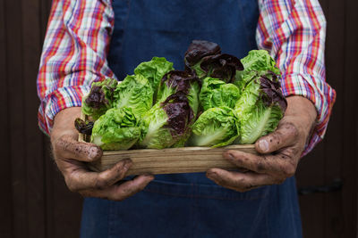 Senior man, farmer, worker holding in hands harvest of organic fresh lettuce.