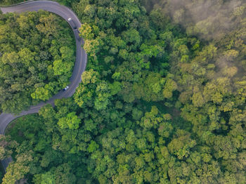 High angle view of trees in forest