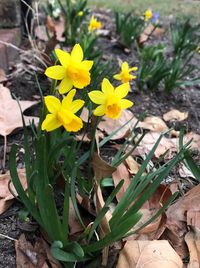 Close-up of yellow crocus blooming on field