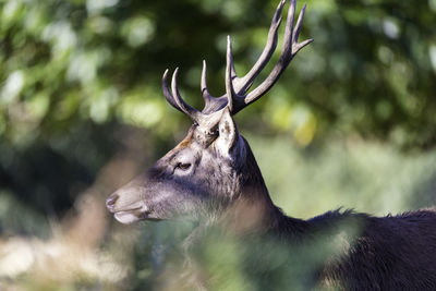 Close-up of deer by plants in forest