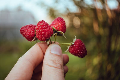 Close-up of hand holding raspberrier