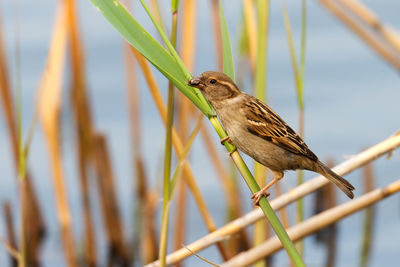 Field sparrow climbing on reeds on a lake shore