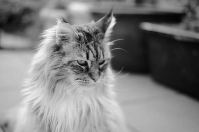 Close-up of a cat looking thoughtful