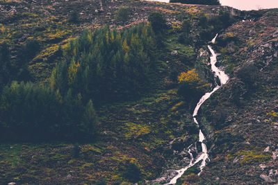 Scenic view of waterfall in forest