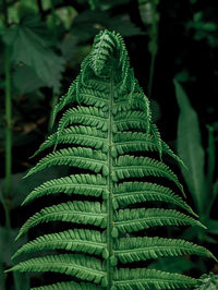 Close-up of fern leaves