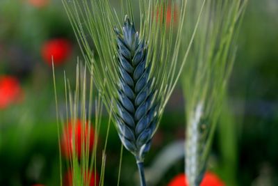 Close-up of wheat growing on field