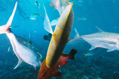 Close-up of fish swimming in sea