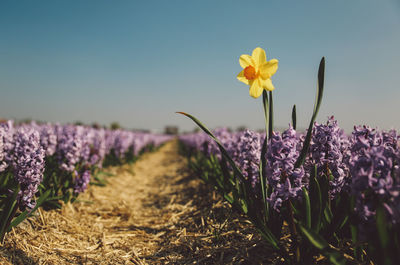 Close-up of purple crocus blooming on field