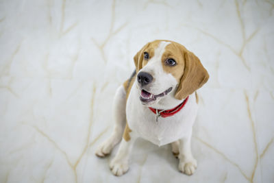 High angle portrait of a dog