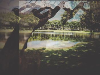 Close-up of trees by the lake