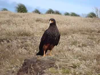 Caracara on field