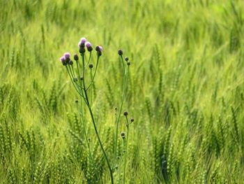 Close-up of purple flowering plant on field