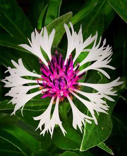 Close-up of flowers