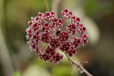 Close-up of pink flowering plant in park