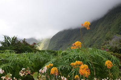 Yellow flowering plants on land against sky