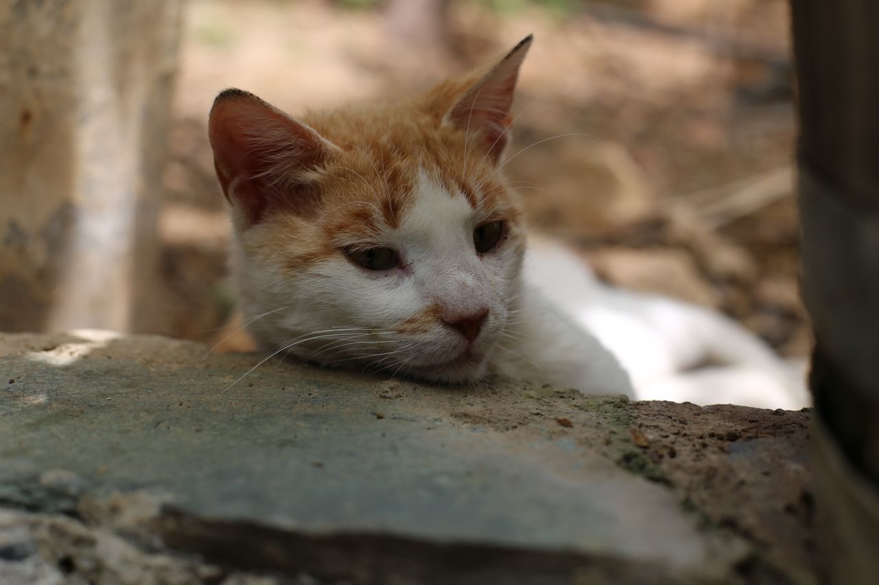 animal themes, one animal, domestic cat, mammal, pets, cat, domestic animals, feline, whisker, selective focus, focus on foreground, portrait, relaxation, close-up, looking at camera, animal head, sitting, outdoors, day