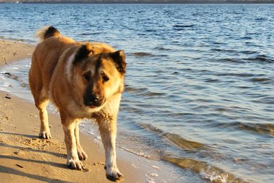 Dog standing on beach