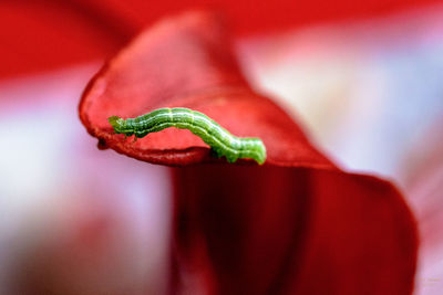 Close-up of insect on red leaf