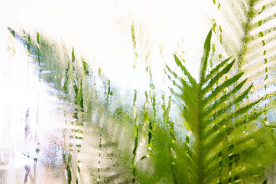 Close-up of plants against trees