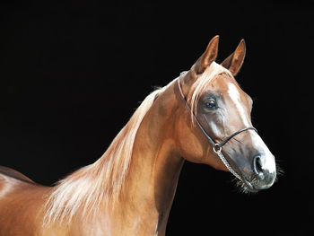 Close-up of horse against black background