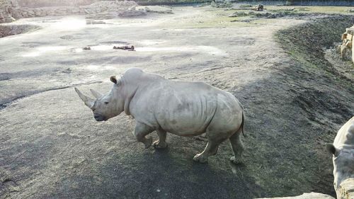 High angle view of rhinoceros standing on rock at dublin zoo