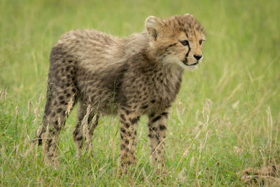 View of a cat on field