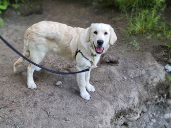Portrait of a dog on field